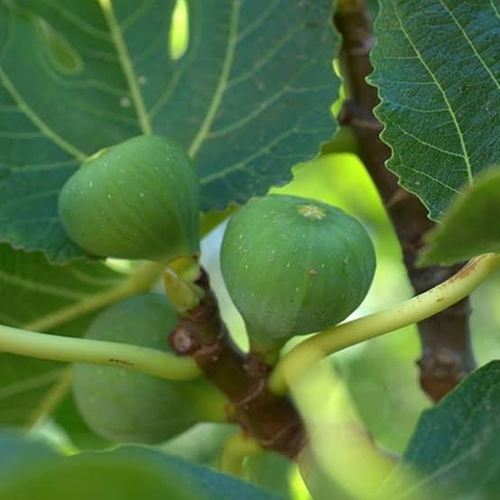 Fresh and dried organic fig - Image 4